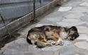 Σπάνιο βίντεο με Ρωσικά πειράματα σε σκυλιά 