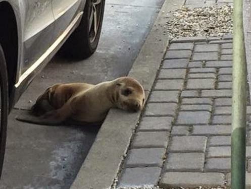 Σαν Φρανσίσκο: Βρήκαν... θαλάσσιο λιονταράκι κάτω από παρκαρισμένο αυτοκίνητο! - Φωτογραφία 1