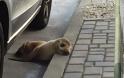 Σαν Φρανσίσκο: Βρήκαν... θαλάσσιο λιονταράκι κάτω από παρκαρισμένο αυτοκίνητο!