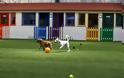 Ένα πολυτελές πάρκο για σκύλους συο Ντουμπάι - Φωτογραφία 2