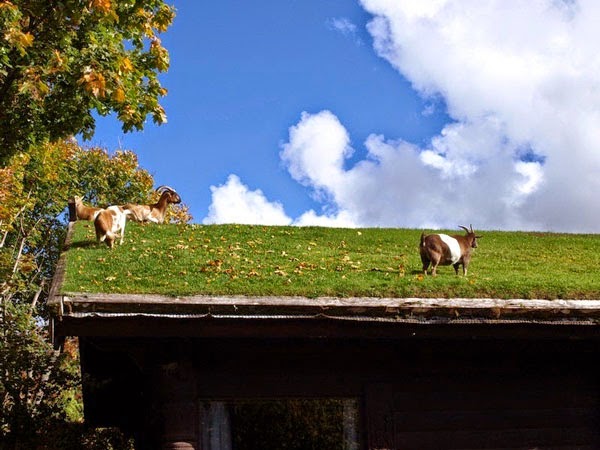 Εστιατόριο με… κατσίκες στην οροφή του! - Φωτογραφία 3