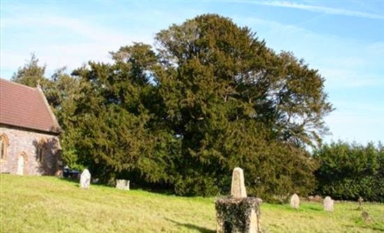 Βρετανία: Κινδυνεύει δέντρο 4.000 ετών - Φωτογραφία 1