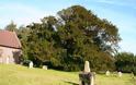 Βρετανία: Κινδυνεύει δέντρο 4.000 ετών
