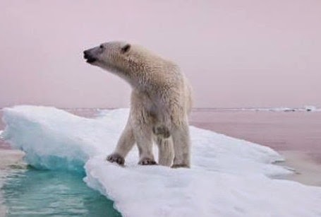 Σοκαριστικό: Η κλιματική αλλαγή θα εξαφανίσει το 1/6 των ειδών - Φωτογραφία 1