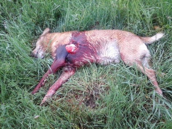 Πεδινή Ιωαννίνων: Σκότωσε τον σκύλο με κασμά και τον άφησε έξω από την πόρτα του ιδιοκτήτη του - Φωτογραφία 2