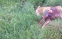 Πεδινή Ιωαννίνων: Σκότωσε τον σκύλο με κασμά και τον άφησε έξω από την πόρτα του ιδιοκτήτη του - Φωτογραφία 1