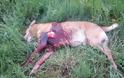 Πεδινή Ιωαννίνων: Σκότωσε τον σκύλο με κασμά και τον άφησε έξω από την πόρτα του ιδιοκτήτη του - Φωτογραφία 2