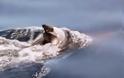 Συγκλονίζει το video με δελφίνι που κουβαλάει το νεκρό μωρό του... [video]