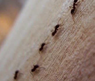 Πώς να ξεφορτωθείτε τα μυρμήγκια από το σπίτι σας! - Φωτογραφία 1