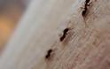 Πώς να ξεφορτωθείτε τα μυρμήγκια από το σπίτι σας!