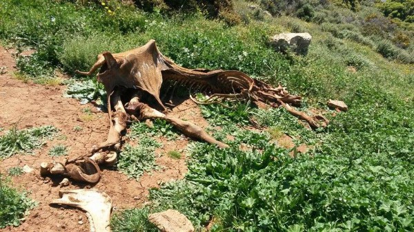 Κτηνωδία: Έδεσαν άλογα από τα πόδια και τα άφησαν να πεθάνουν από την ασιτία! - Φωτογραφία 3