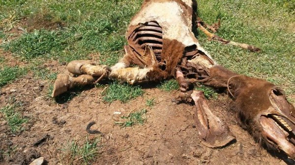 Κτηνωδία: Έδεσαν άλογα από τα πόδια και τα άφησαν να πεθάνουν από την ασιτία! - Φωτογραφία 5