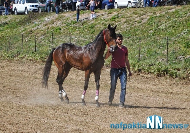 Πλούσιο θέαμα πρόσφεραν οι αναβάτες στις Ιπποδρομίες στο Ευηνοχώρι [video] - Φωτογραφία 2