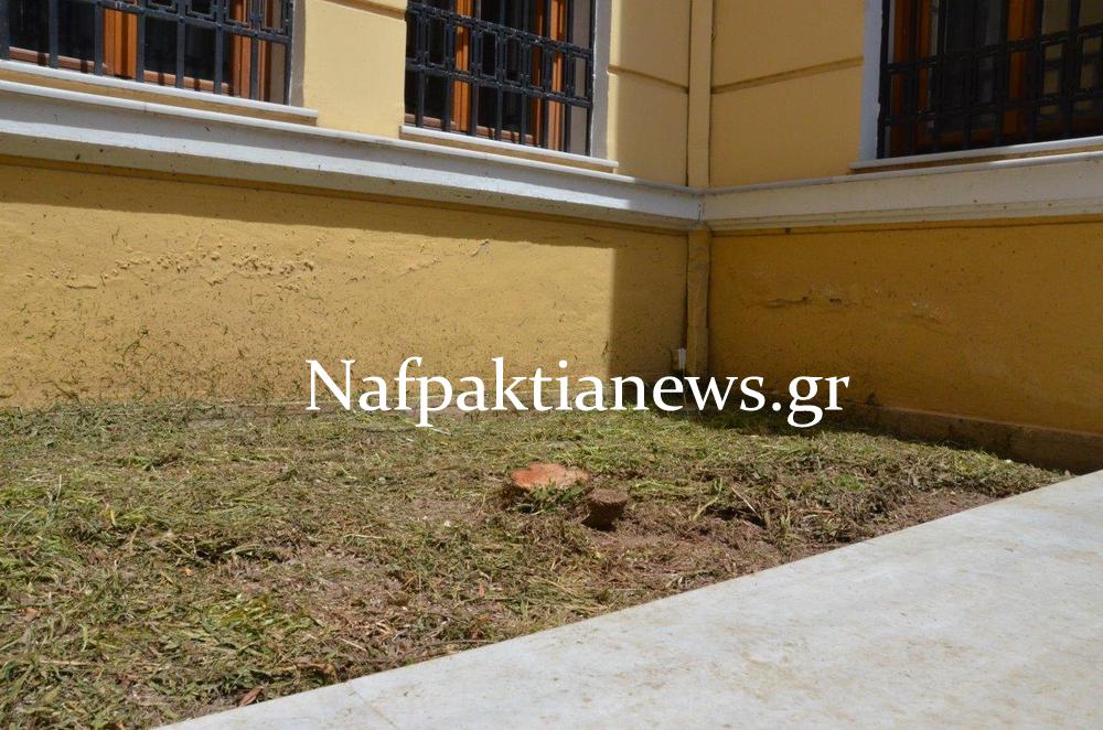 Ναύπακτος: Πολίτης έκοψε τα δέντρα έξω από το Δημαρχείο - Φωτογραφία 2