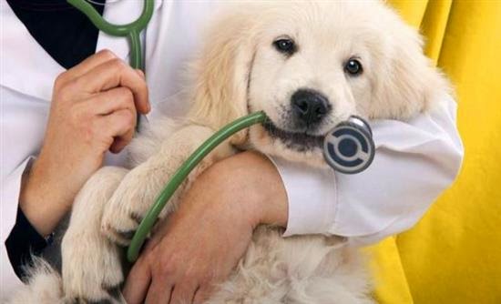 Πώς να επιλέξεις τον κατάλληλο κτηνίατρο - Φωτογραφία 1