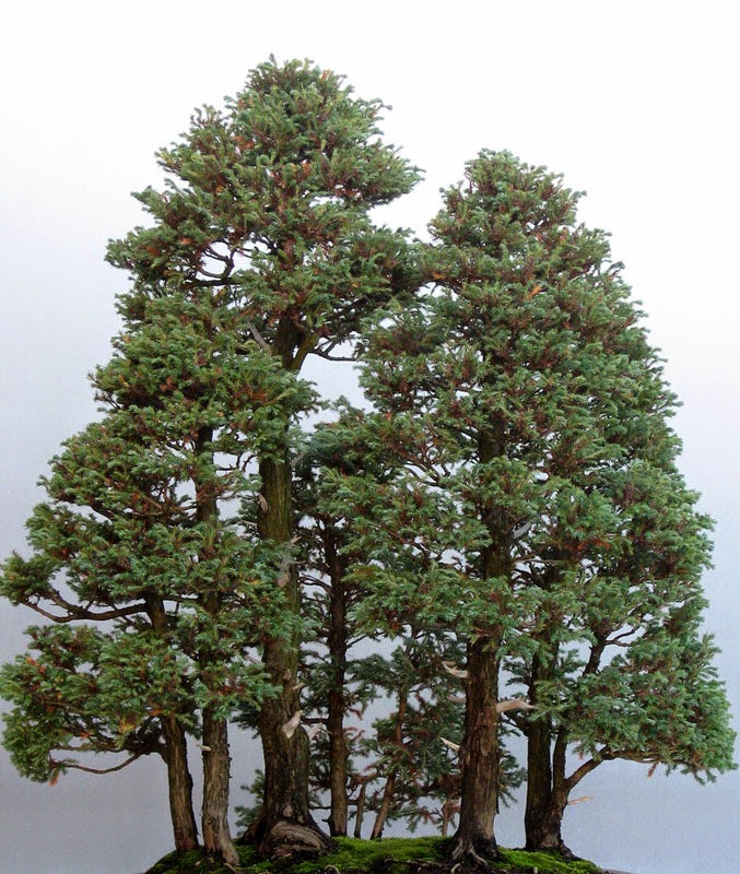 Το ψηλότερο δέντρο του κόσμου σε έκδοση… μπονσάι! - Φωτογραφία 4