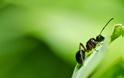 Απαλλαγείτε από τα μυρμήγκια με 3 φυσικά προϊόντα