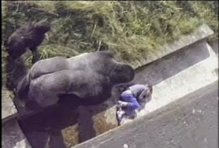 Το συγκλονιστικό βίντεο όπου ένας γορίλας προστάτεψε ένα 5χρονο αγοράκι [video] - Φωτογραφία 1