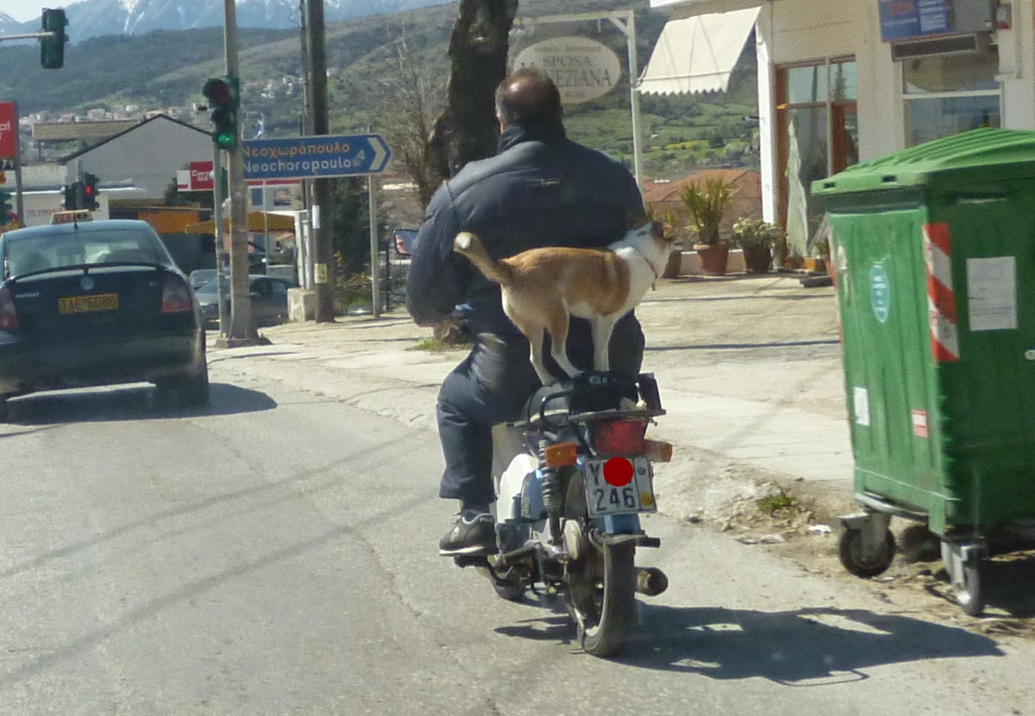 Έβγαλε το σκύλο βόλτα με το μηχανάκι-Η φωτογραφία που έγινε viral [photo] - Φωτογραφία 2