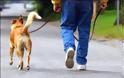 Έβγαλε το σκύλο βόλτα με το μηχανάκι-Η φωτογραφία που έγινε viral [photo]