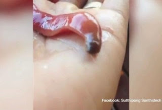Αυτό είναι το πιο ΑΗΔΙΑΣΤΙΚΟ σκουλήκι, που έχετε δει - Δείτε τι κάνει! [video] - Φωτογραφία 1
