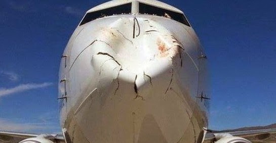 Κι όμως! Οι ζημιές σε αεροπλάνο της Turkish Airlines μετά από σύγκρουση με... πουλιά [photos] - Φωτογραφία 2