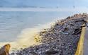 Πάτρα : Απαγορεύεται το κολύμπι σε Αγυιά και πλαζ μέχρι να βγουν αποτελέσματα για την θαλάσσια ρύπανση