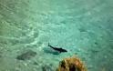 ΣΟΚ: Σε ποιο παίγνωστο νησί και κορυφαίο τουριστικό προορισμό εμφανίστηκε καρχαρίας; [photo]