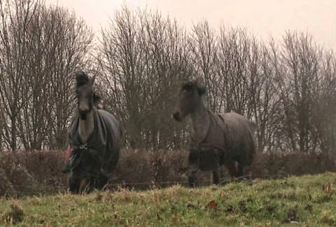 Ότι πιο ΣΥΓΚΙΝΗΤΙΚΟ έχεις δει! Αυτά τα άλογα χωρίστηκαν πριν χρόνια και όταν ξαναβρέθηκαν...[video] - Φωτογραφία 1