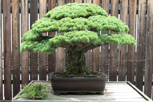 Το πιο ανθεκτικό φυτό! Αυτό το μπονσάι είναι 390 ετών και επιβίωσε από τη Χιροσίμα! - Φωτογραφία 2