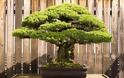 Το πιο ανθεκτικό φυτό! Αυτό το μπονσάι είναι 390 ετών και επιβίωσε από τη Χιροσίμα! - Φωτογραφία 1