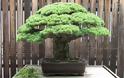 Το πιο ανθεκτικό φυτό! Αυτό το μπονσάι είναι 390 ετών και επιβίωσε από τη Χιροσίμα! - Φωτογραφία 2