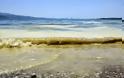 H γύρη έβαψε και την θάλασσα της Ναυπάκτου - Δείτε απίθανες φωτογραφίες - Φωτογραφία 8