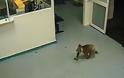 Κοάλα εισβάλλει στην αίθουσα αναμονής νοσοκομείου [video]