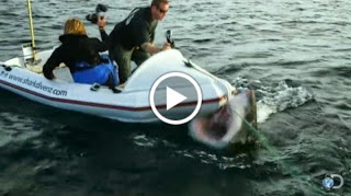 Τρομερό βίντεο: Επίθεση λευκού καρχαρία σε κινηματογραφιστές... [video] - Φωτογραφία 1