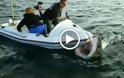 Τρομερό βίντεο: Επίθεση λευκού καρχαρία σε κινηματογραφιστές... [video]