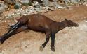 Πυροβόλησαν και σκότωσαν άλογο στο Αγρίνιο