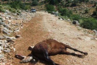 Αγρίνιο: Σκότωσαν άλογο στον Πεταλά - Φωτογραφία 1