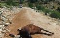 Αγρίνιο: Σκότωσαν άλογο στον Πεταλά