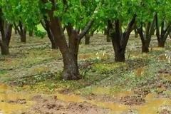 Εικόνες καταστροφής στην Τεγέα, από το χαλάζι που έπληξε την περιοχή! [video]