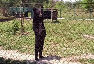 Viral: Η αρκούδα που περπατάει σαν άνθρωπος και έχει τρελάνει το διαδίκτυο! [Video] - Φωτογραφία 1