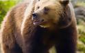 Αρκούδα αναστάτωσε χωριό της Καστοριάς [video]