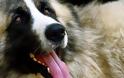 Δηλητηρίασαν μαζικά 26 ποιμενικούς σκύλους στην Ελασσόνα