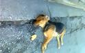 Δυτική Ελλάδα: Αποτρόπαιο θέαμα στο προαύλιο νοσοκομείου - Θανάτωσαν με φόλες 10 αδέσποτα σκυλιά!