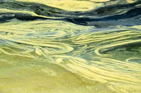 Πάτρα: Γύρη από πεύκο, έλατο και ελιά η κίτρινη ουσία που γέμισε τη θάλασσα - Φωτογραφία 1