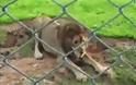 Συγκινητικό: Λιοντάρι του τσίρκου έρχεται για πρώτη φορά σε επαφή με χώμα... [video]