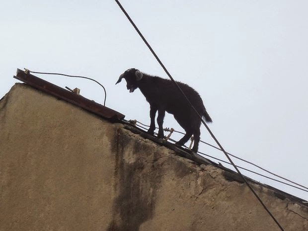 Νεαροί έδωσαν αλκοόλ σε κατσίκα... Δείτε τί συνέβη μετά! [photos] - Φωτογραφία 3