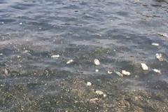 ΣΟΚ! Γέμισε ψόφιους αρουραίους ο Θερμαϊκός!
