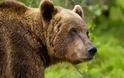 Επίθεση αρκούδας σε κτηνοτροφική μονάδα στην Ξάνθη