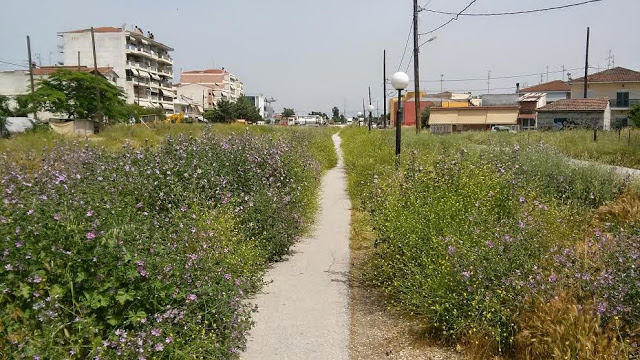 Φίδια παρατημένα σε δρομάκι της Λάρισας! [photos] - Φωτογραφία 3